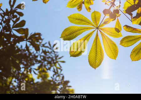 Feuilles de châtaigne (Aesculus hippocastanum) provenant du dessous à la fin de l'été, en Hongrie Banque D'Images
