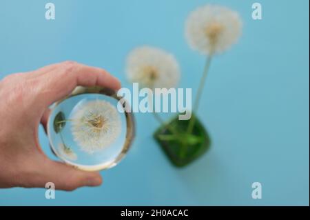 Gros plan Une boule de verre et des fleurs de pissenlit Banque D'Images