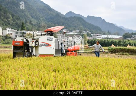 (211012) -- GUIYANG, 12 octobre 2021 (Xinhua) -- Zhao Xiangrong (R) parle à un travailleur dans un rizières du village Leping du comté de Majiang, dans la province de Guizhou, au sud-ouest de la Chine, le 8 octobre 2021.Zhao Xiangrong, ancien chauffeur de camion et chef, est retourné dans sa ville natale de Guizhou et a commencé à planter du riz en 2015.Soutenu et guidé par le gouvernement local et des experts, Zhao a développé des compétences dans la culture du riz contenant du zinc, du sélénium et d'autres microéléments.Après six années de dur labeur, Zhao a accumulé une riche expérience dans le semis des semences, la gestion des champs, ainsi que la transformation, le transport et Banque D'Images