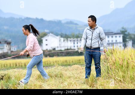 (211012) -- GUIYANG, le 12 octobre 2021 (Xinhua) -- Zhao Xiangrong et son épouse mesurent les rizières dans le village Leping du comté de Majiang, dans la province de Guizhou, au sud-ouest de la Chine, le 8 octobre 2021.Zhao Xiangrong, ancien chauffeur de camion et chef, est retourné dans sa ville natale de Guizhou et a commencé à planter du riz en 2015.Soutenu et guidé par le gouvernement local et des experts, Zhao a développé des compétences dans la culture du riz contenant du zinc, du sélénium et d'autres microéléments.Après six années de travail acharné, Zhao a accumulé une riche expérience dans le semis des semences, la gestion des champs, ainsi que dans le traitement, le transport et le stockage Banque D'Images