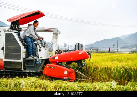 (211012) -- GUIYANG, le 12 octobre 2021 (Xinhua) -- Zhao Xiangrong récolte du riz paddy dans le village Leping du comté de Majiang, dans la province de Guizhou, au sud-ouest de la Chine, le 8 octobre 2021.Zhao Xiangrong, ancien chauffeur de camion et chef, est retourné dans sa ville natale de Guizhou et a commencé à planter du riz en 2015.Soutenu et guidé par le gouvernement local et des experts, Zhao a développé des compétences dans la culture du riz contenant du zinc, du sélénium et d'autres microéléments.Après six années de dur labeur, Zhao a accumulé une riche expérience dans le semis des semences, la gestion des champs, ainsi que la transformation, le transport et le stockage du riz.T Banque D'Images