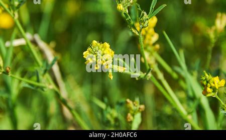 Medicago falcata, espèce végétale du genre Medicago.Elle est originaire d'une grande partie de l'Europe et de l'Asie Banque D'Images