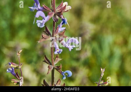 Salvia daghestanica, le plus grand genre de plantes de la famille des Lamiaceae Banque D'Images