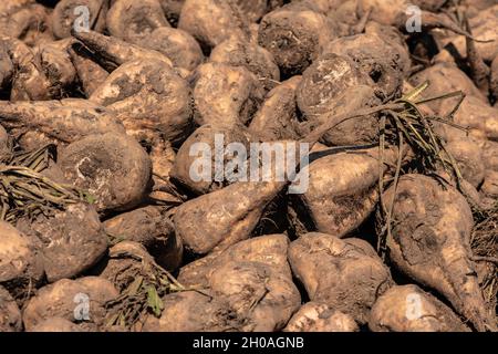 Pile de racines de betterave à sucre récoltées dans le champ, Beta vulgaris est également connu sous le nom de betterave commune Banque D'Images