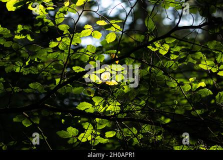 La lumière joue sur les feuilles dans la voûte d'un bois de hêtre.L'automne approche et les premières feuilles montrent des signes de sénescence Banque D'Images