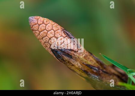 une horsetail à champ fermé fleurira dans la lumière du matin Banque D'Images