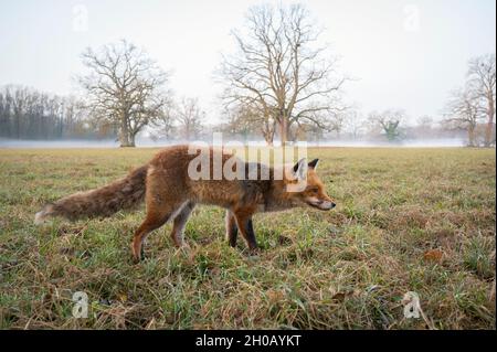 Renard roux (Vulpes vulpes) sur prairie, Allemagne, Europe