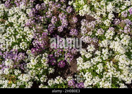 Vue de dessus de l'Alyssum spinosum, une famille de chou, blanc et lilas en couleur. Banque D'Images