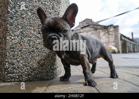 Un jeune chien de taureau français Banque D'Images