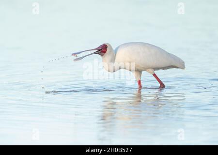 Nourrissage du bec-de-bec africain (Platalea alba), Savuti, parc national de Chobe, Botswana, Afrique Banque D'Images