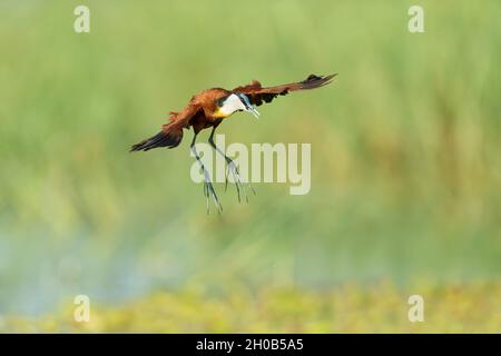 Jacana africaine (Actophilornis africanus), en vol, rivière Chobe, parc national Chobe, Botswana,Afrique Banque D'Images