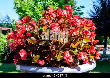 Vue de dessus de nombreuses fleurs de begonia rouge avec des feuilles vertes fraîches dans un pot de jardin dans un jour ensoleillé d'été, plantes à fleurs vivaces dans la famille Begoniace Banque D'Images