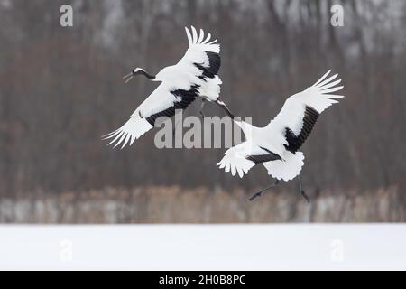 Grue à couronne rouge (Grus japonensis) en vol, Hokkaido, Japon Banque D'Images