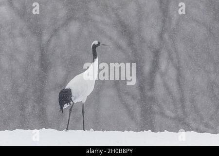 Grue à couronne rouge (Grus japonensis), Hokkaido, Japon Banque D'Images