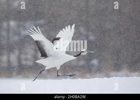 Grue à couronne rouge (Grus japonensis), Hokkaido, Japon Banque D'Images