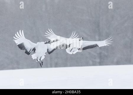 Grues à couronne rouge (Grus japonensis) débarquant en paire dans un champ enneigé, Hokkaido, Japon Banque D'Images