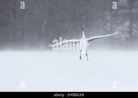 Grue à couronne rouge (Grus japonensis) adulte unique appelant et présentant dans le champ enneigé Hokkaido, Japon Banque D'Images
