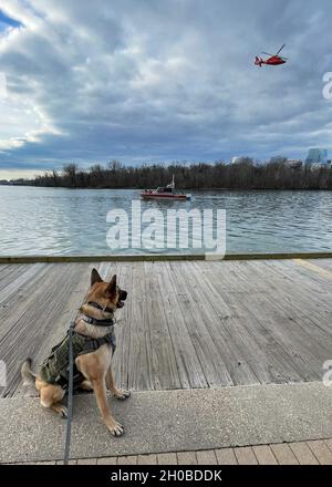 K-9 Jenny, membre d'équipage attaché à l'équipe de sécurité maritime 91108, basée à Kings Bay, en Géorgie, siège avec son maître d'œuvre après avoir effectué une patrouille de l'équipe de détection d'explosifs canins à la base conjointe Anacostia-Bolling, Washington, avant l'inauguration présidentielle de 2021, le 17 janvier 2021.Le 24 septembre 2018, le ministère de la sécurité intérieure a désigné l'inauguration présidentielle comme un événement spécial récurrent sur la sécurité nationale.Les événements peuvent être désignés comme des ESN lorsqu'ils justifient la pleine protection, la gestion des incidents et les capacités antiterroristes du gouvernement fédéral. Banque D'Images