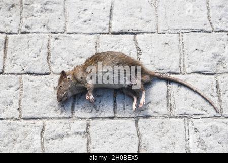 Un rat mort situé dans la rue du centre-ville. Banque D'Images