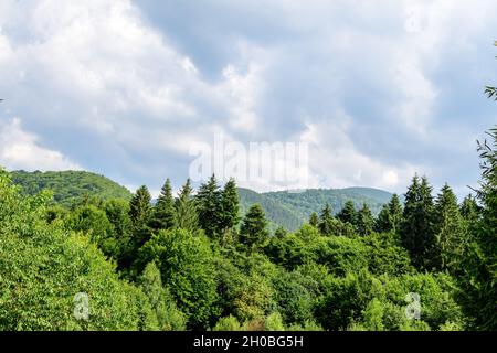 Paysage avec beaucoup de grands arbres verts et de sapins dans une forêt à la montagne, dans une journée ensoleillée d'été, magnifique extérieur monochrome arrière-plan Banque D'Images