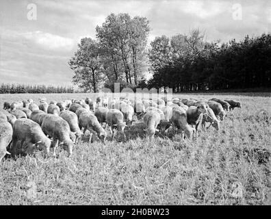 Eine hungrige Schafherde wird über ein Stoppelfeld geschickt, Ostpreußen, années 30 er Jahre. Un troupeau de moutons affamés est envoyé un champ de chaume, t'est de la Prusse, 1930. Banque D'Images