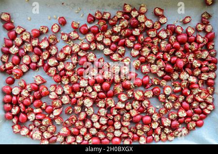 Fruits et baies séchés de Rose Hip ou de Rosehip (également appelés Rose Haw et Rose Hep) sur un plateau pour le thé ou la gelée, déposez la vue du dessus Banque D'Images