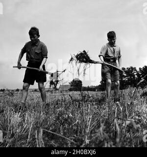 Jungen verteilen als Landhelfer Dung auf dem Acker bei einem Bauern en Bevensen dans der Lüneburger Heide, Deutschland 1930 er Jahre. Les garçons comme support pour un agriculteur à Bevensen répandre engrais sur un champ, l'Allemagne des années 1930. Banque D'Images