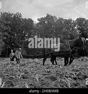 Un Landhelfer als Hitlerjugend Bauern en Bevensen dans der Lüneburger Heide, Deutschland 1930 er Jahre. La jeunesse hitlérienne comme support pour un agriculteur à Bevensen, Allemagne 1930. Banque D'Images