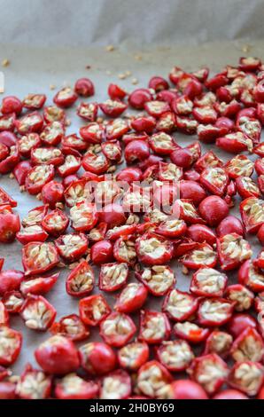 Fruits et baies séchés de Rose Hip ou de Rosehip (également appelés Rose Haw et Rose Hep) sur un plateau pour le thé ou la gelée, déposez la vue du dessus Banque D'Images