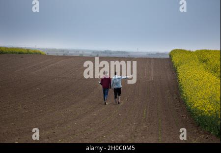 Vue arrière de deux agriculteurs avec ordinateur portable marchant sur des jeunes maïs à côté de colza jaune Banque D'Images