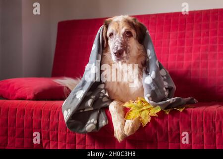 Grand chien de berger allongé sur un canapé sous la couverture à motif écossais et les feuilles d'automne Banque D'Images