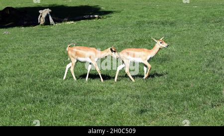 Hirschziegenantilope, Mammalia Ruminantia, ist eine Antilopenart in Asien.L'antilope de chèvre de cerf, Mammalia ruminantia, est une espèce d'antilope que j'ai trouvée Banque D'Images