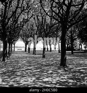 Bäume Am Ufer des Bodensees à Konstanz, Allemagne Allemagne Années 1930 er Jahre. Des arbres sur les rives du lac de Constance, Allemagne 1930. Banque D'Images