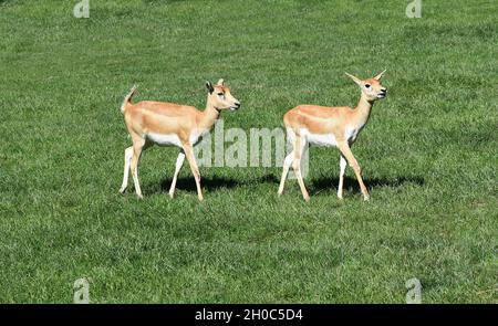 Hirschziegenantilope, Mammalia Ruminantia, ist eine Antilopenart in Asien.L'antilope de chèvre de cerf, Mammalia ruminantia, est une espèce d'antilope que j'ai trouvée Banque D'Images