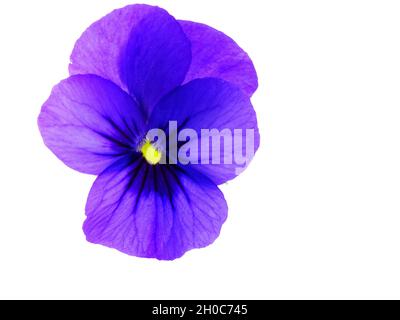 un gros plan d'une violette (violaceae), isolée sur fond blanc Banque D'Images