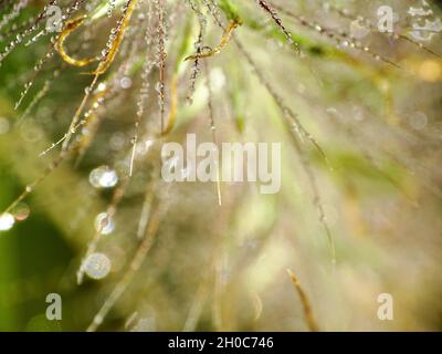 super macro de brumes gouttes sur une pointe de la lampe herbe propre ( Cenchrus) plante, des gouttes floues dans le fond Banque D'Images