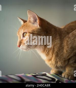 Portrait d'un magnifique chat au gingembre en regardant au loin Banque D'Images