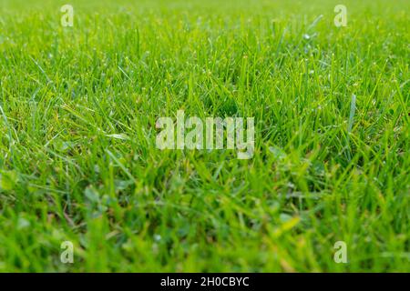 Pelouse verte et véritable herbe verte pour l'arrière-plan.Texture gazon vert pour la conception avec espace de copie pour le texte ou l'image.Mise au point sélective Banque D'Images