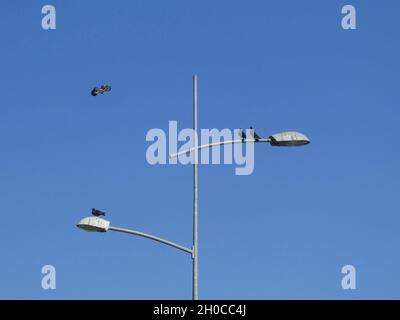 Photo à faible angle de pigeons perchés sur la lampe de rue avec un lampadaire, ciel bleu en arrière-plan Banque D'Images
