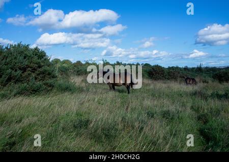 Poneys Exmoor sur Daisy Hill Nature Reserve, County Durham Banque D'Images