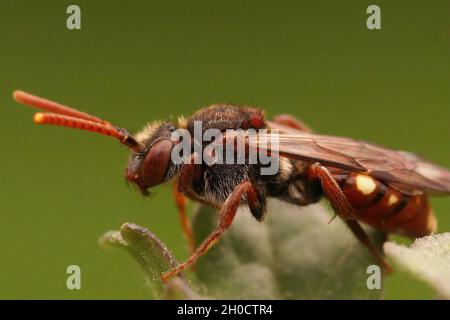 Gros plan sur la femelle colorée de la grande abeille Nomad à ourson, Nomada alboguttata Banque D'Images