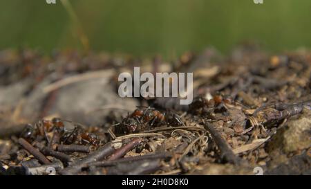 Gros plan des fourmis sauvages qui se balanlent autour de leurs anthbas.Anthill dans la forêt parmi les feuilles sèches.insectes travaillant emmet en marche autour du trou dans le th Banque D'Images