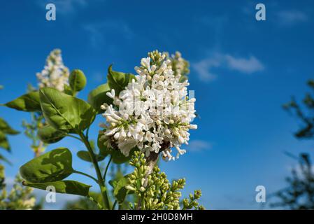 VOLOS, GRÈCE - 15 avril 2021: Syringa vulgari, Lilas, sont des arbustes de jardin classiques et de petits arbres portant des panicules de fleurs tubulaires parfumées à la fin Banque D'Images