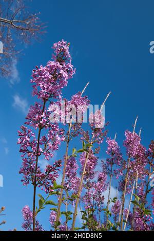 VOLOS, GRÈCE - 15 avril 2021: Syringa vulgari, Lilas, sont des arbustes de jardin classiques et de petits arbres portant des panicules de fleurs tubulaires parfumées à la fin Banque D'Images
