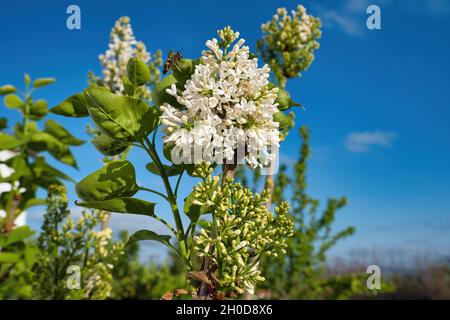 VOLOS, GRÈCE - 15 avril 2021: Syringa vulgari, Lilas, sont des arbustes de jardin classiques et de petits arbres portant des panicules de fleurs tubulaires parfumées à la fin Banque D'Images