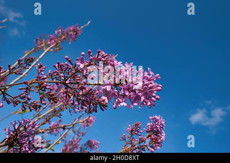 VOLOS, GRÈCE - 15 avril 2021: Syringa vulgari, Lilas, sont des arbustes de jardin classiques et de petits arbres portant des panicules de fleurs tubulaires parfumées à la fin Banque D'Images
