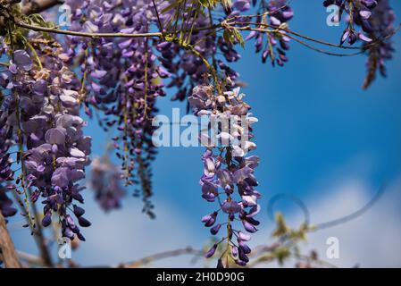VOLOS, GRÈCE - 15 avril 2021: Syringa vulgari, Lilas, sont des arbustes de jardin classiques et de petits arbres portant des panicules de fleurs tubulaires parfumées à la fin Banque D'Images