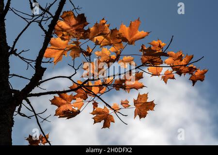 Canada, Québec, Mauricie NP, feuilles Banque D'Images