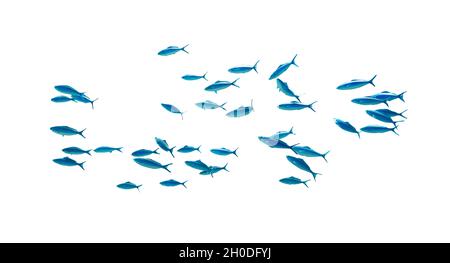 Shool de poissons tropicaux rayés bleus dans l'océan isolé sur fond blanc.Caesio striata (Fusilier strié) nageant profondément sous l'eau dans la mer Rouge Banque D'Images