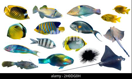 Différents types de poissons tropicaux (butterflyfish, parrotfish, Stingray, Picassofish, Surgeonfish) isolés sur fond blanc.Ensemble de corail exotique fis Banque D'Images